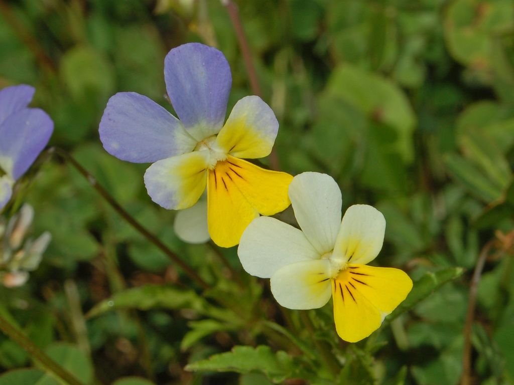 Viola tricolor / Viola del pensiero